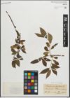 Foto von Salix pentandra L.